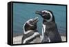 Magellanic Penguins (Spheniscus Magellanicus)-Michael Runkel-Framed Stretched Canvas