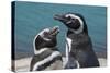 Magellanic Penguins (Spheniscus Magellanicus)-Michael Runkel-Stretched Canvas