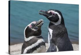 Magellanic Penguins (Spheniscus Magellanicus)-Michael Runkel-Stretched Canvas