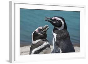 Magellanic Penguins (Spheniscus Magellanicus)-Michael Runkel-Framed Photographic Print