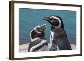Magellanic Penguins (Spheniscus Magellanicus)-Michael Runkel-Framed Photographic Print