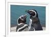 Magellanic Penguins (Spheniscus Magellanicus)-Michael Runkel-Framed Photographic Print