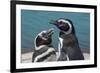 Magellanic Penguins (Spheniscus Magellanicus)-Michael Runkel-Framed Photographic Print