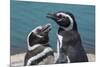 Magellanic Penguins (Spheniscus Magellanicus)-Michael Runkel-Mounted Photographic Print