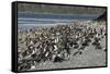 Magellanic Penguins (Spheniscus Magellanicus)-Tony-Framed Stretched Canvas