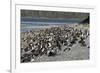 Magellanic Penguins (Spheniscus Magellanicus)-Tony-Framed Photographic Print