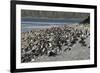 Magellanic Penguins (Spheniscus Magellanicus)-Tony-Framed Photographic Print