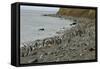 Magellanic Penguins (Spheniscus Magellanicus)-Tony-Framed Stretched Canvas