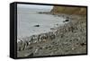 Magellanic Penguins (Spheniscus Magellanicus)-Tony-Framed Stretched Canvas