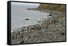 Magellanic Penguins (Spheniscus Magellanicus)-Tony-Framed Stretched Canvas