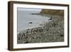 Magellanic Penguins (Spheniscus Magellanicus)-Tony-Framed Photographic Print