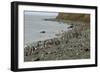 Magellanic Penguins (Spheniscus Magellanicus)-Tony-Framed Photographic Print