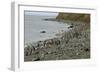 Magellanic Penguins (Spheniscus Magellanicus)-Tony-Framed Photographic Print