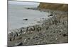 Magellanic Penguins (Spheniscus Magellanicus)-Tony-Mounted Photographic Print