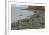 Magellanic Penguins (Spheniscus Magellanicus)-Tony-Framed Photographic Print