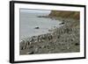 Magellanic Penguins (Spheniscus Magellanicus)-Tony-Framed Photographic Print