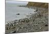 Magellanic Penguins (Spheniscus Magellanicus)-Tony-Mounted Photographic Print