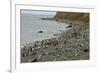 Magellanic Penguins (Spheniscus Magellanicus)-Tony-Framed Photographic Print