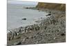 Magellanic Penguins (Spheniscus Magellanicus)-Tony-Mounted Photographic Print