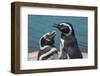 Magellanic Penguins (Spheniscus Magellanicus)-Michael Runkel-Framed Photographic Print