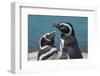 Magellanic Penguins (Spheniscus Magellanicus)-Michael Runkel-Framed Photographic Print