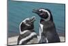 Magellanic Penguins (Spheniscus Magellanicus)-Michael Runkel-Mounted Photographic Print