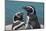 Magellanic Penguins (Spheniscus Magellanicus)-Michael Runkel-Mounted Photographic Print