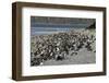 Magellanic Penguins (Spheniscus Magellanicus)-Tony-Framed Photographic Print