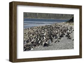 Magellanic Penguins (Spheniscus Magellanicus)-Tony-Framed Photographic Print