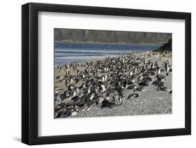 Magellanic Penguins (Spheniscus Magellanicus)-Tony-Framed Photographic Print