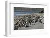 Magellanic Penguins (Spheniscus Magellanicus)-Tony-Framed Photographic Print