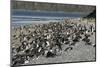 Magellanic Penguins (Spheniscus Magellanicus)-Tony-Mounted Photographic Print