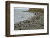 Magellanic Penguins (Spheniscus Magellanicus)-Tony-Framed Photographic Print