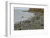 Magellanic Penguins (Spheniscus Magellanicus)-Tony-Framed Photographic Print