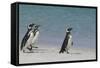 Magellanic Penguins Walking on Beach-DLILLC-Framed Stretched Canvas