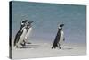 Magellanic Penguins Walking on Beach-DLILLC-Stretched Canvas