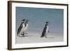 Magellanic Penguins Walking on Beach-DLILLC-Framed Photographic Print