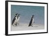 Magellanic Penguins Walking on Beach-DLILLC-Framed Photographic Print