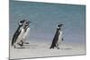 Magellanic Penguins Walking on Beach-DLILLC-Mounted Photographic Print