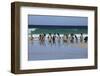 Magellanic Penguins. West Point Island. Falkland Islands.-Tom Norring-Framed Photographic Print