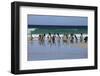 Magellanic Penguins. West Point Island. Falkland Islands.-Tom Norring-Framed Photographic Print