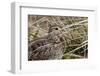 Magellanic Snipe (Gallinago Magellanica Magellanica) Hides in Grassland-Eleanor Scriven-Framed Photographic Print