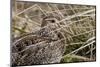 Magellanic Snipe (Gallinago Magellanica Magellanica) Hides in Grassland-Eleanor Scriven-Mounted Photographic Print