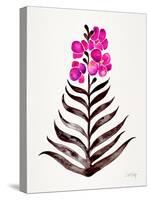 Magenta Black Orchid Bloom-Cat Coquillette-Stretched Canvas