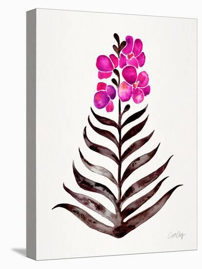 Magenta Black Orchid Bloom-Cat Coquillette-Stretched Canvas