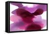 Magenta Drift-Hannah Carlson-Framed Stretched Canvas