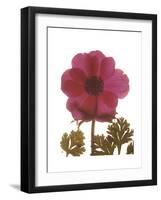 Magenta Magnolia-Albert Koetsier-Framed Premium Giclee Print