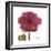 Magenta Magnolia-Albert Koetsier-Framed Premium Giclee Print