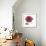 Magenta Magnolia-Albert Koetsier-Framed Premium Giclee Print displayed on a wall