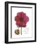 Magenta Magnolia-Albert Koetsier-Framed Premium Giclee Print